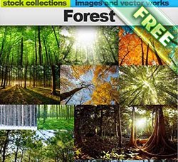 高清森林风景图片：Forest 25xUHQ